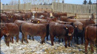 Helland Land & Cattle Co. Ltd. - 965# February Delivery Steers - 65 Head (Lomond, AB)