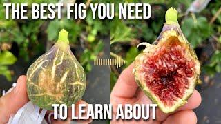 The Hivernenca Fig: The Best Variety You Need to LEARN About