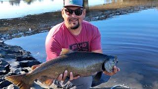 Salmon Fishing At Its Best! Have You Ever Seen A River With This Much Fish???