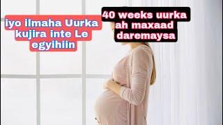 40 weeks uurka ah maxaad daremaysa iyo ilmaha Uurka kujira waa meqo kilo