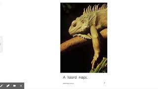 Animals Nap | Reading A-Z