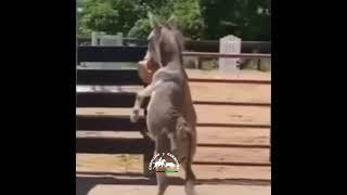 burro bailarín