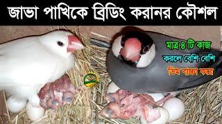 Java birds breeding tips# জাভা পাখির ব্রিডিংয়ের সিক্রেট টিপস