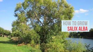 Salix alba Growing Guide (White Willow) by GardenersHQ