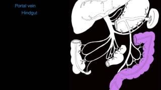 Hepatic portal system