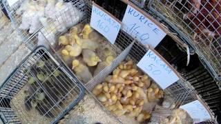 live ducks on market for sale