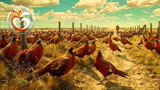 Pheasant breeding farm, How do Americans raise and process millions of pheasants? | Farm documentary