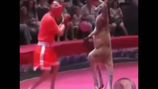 Kangaroo vs Human boxing