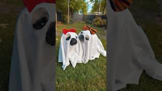 Finally did the GHOST photoshoot with my TWO pugs  #pug #dog #halloween