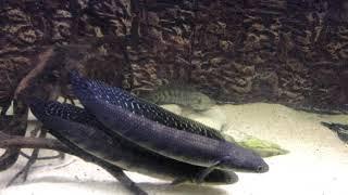 Emperor snakehead