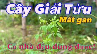 Cây GIẢI TỬU, MÁT GAN Rất Hay, Cả Nhà Ai Cũng Dùng Được | CTVC