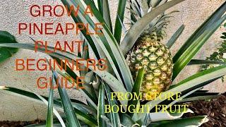 How to GROW A PINEAPPLE PLANT From store bought fruit-  The secrets to my success!