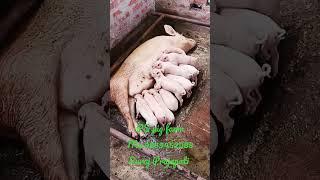 PS pig farm piglets milk  drink pig mumma