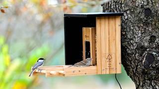 Birdfy Bamboo Bird Feeder Camera. A Really Nice System!