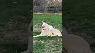Kangal and Great Pyrenees