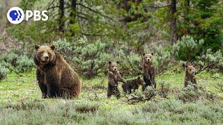 Meet the Most Famous Grizzly in the World