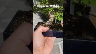 #배롱나무#백일홍#백일홍분재#배롱나무소품#bonsai#소품분재