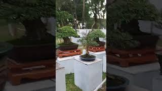 Tiếp tục xem nhanh một số cây ở Tao Đàn 2023