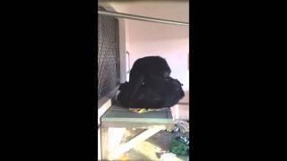 Chimpanzees Terry & Jeannie Cuddling and Kissing - Save the Chimps