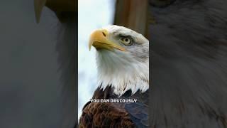 THE BALD EAGLE LIED TO US!