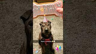 skyyeyeyyeyeyeyeyeyeyyeye, my puppers skye the dog
