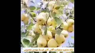 معرفی کسب درآمد میلیاردی از گلابی کاری،نهال گلابی،قیمت نهال گلابی،درآمد میلیاردی