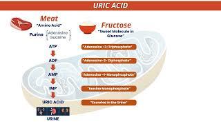 AN INTRODUCTION TO URIC ACID