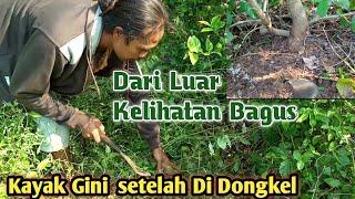 DUA BAHAN DI RERIMBUNAN LIAR