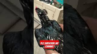 lasani aseel #video #chicken #chicks #viral #chickenrecipe #aseelmurga