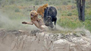 When Buffalo Bullies a Lion - He Gets What He Deserves !!