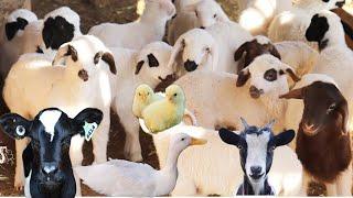 Domestic Farm Animals Living in the Forest, Cat, Duck, Cow Sound, Sheep, Lamb, Goat, Chicken