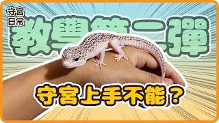 【肥尾守宮】守宮上手就想逃，飼主崩潰到底應該怎麼辦？！ | 【守宮日常】