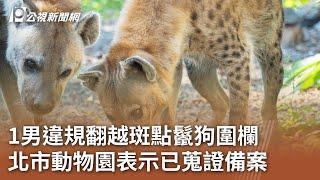 1男違規翻越斑點鬣狗圍欄 北市動物園表示已蒐證備案｜20241117 公視中晝新聞