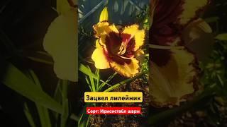 #лилейники #лилейник #дачнаяжизнь #клумбасвоимируками #цветочныекомпозиции #цветыдлядома #дача