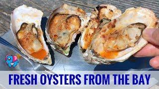 Hog Island Oyster Farm: North of San Francisco on Tomales Bay