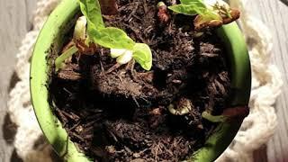 Home Science: Phototropism ️