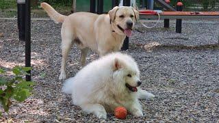 Labrador Troy and his friends (Samoyed Kira)