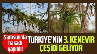 Samsun'da hasadı yapıldı! Türkiye’nin 3. kenevir çeşidi geliyor