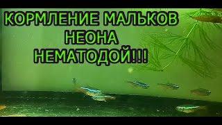 Кормление мальков Неона нематодой, чем кормить мальков???