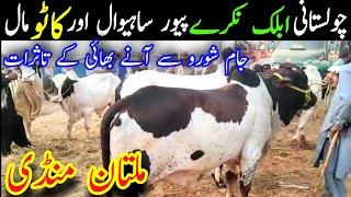 Pure Cholistani Nukre Ablak Sahiwal Brahman Dajili Bachre Bachrean || Multan Cattle Markeet