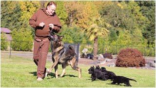 Five Playful Pups and Their Father in Action! | Kraftwerk K9 German Shepherds!