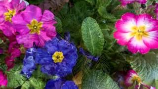 House Plants At Downtown Walnut Creek Ace