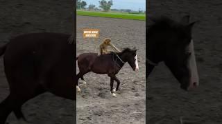 #Faster #funnyanimal #funnyhorse #funny #monkey #horse #funnymonkey #funnyshorts