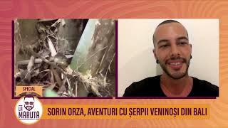 Sorin Orza, aventuri cu șerpii veninoși din Bali