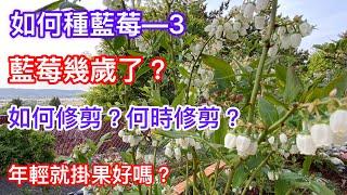 【種藍莓】【如何種藍莓—3】 【如何判斷藍莓的年齡？】 How to prune Blueberry  如何修剪？何時修剪？