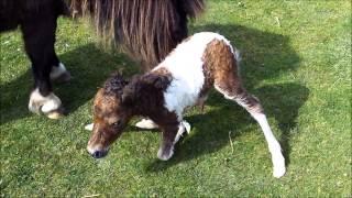 Miniature Shetland Foal Being Born 14May2013 and her First Steps.