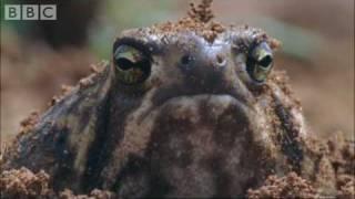 Amazing Rain Frogs | Life In Cold Blood | BBC