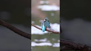 Filming the UK’s most beautiful bird 