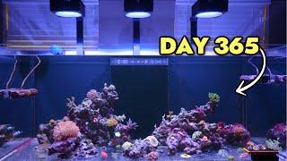 What My Red Sea Reefer 625 G2+ Looks Like After 1 Year