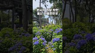 현시각 가장 핫한 울산 가볼만한곳 수국축제 #울산여행